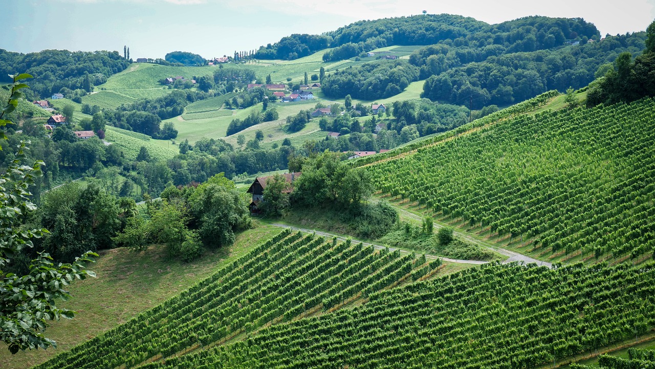 Weinberge in hügeliger Landschaft – Weine aus Deutschland